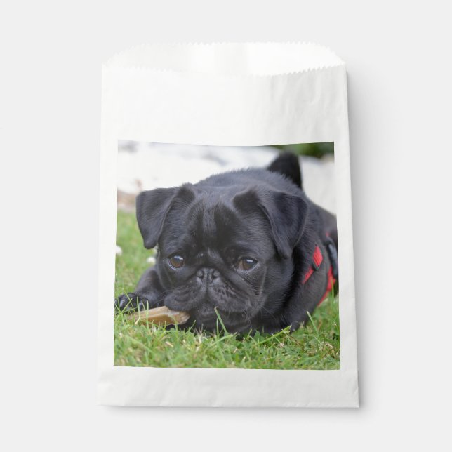 black pug laying favour bag (Front)