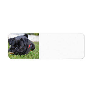 black pug laying return address label