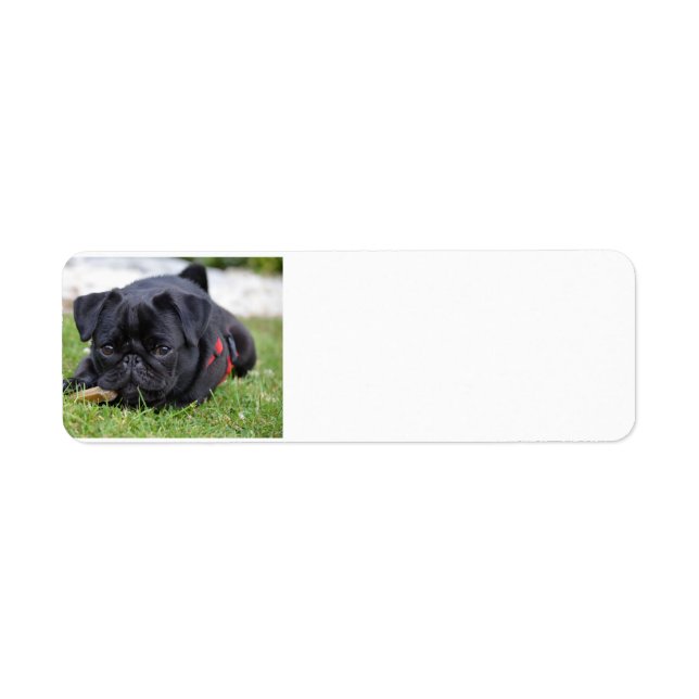 black pug laying return address label (Front)