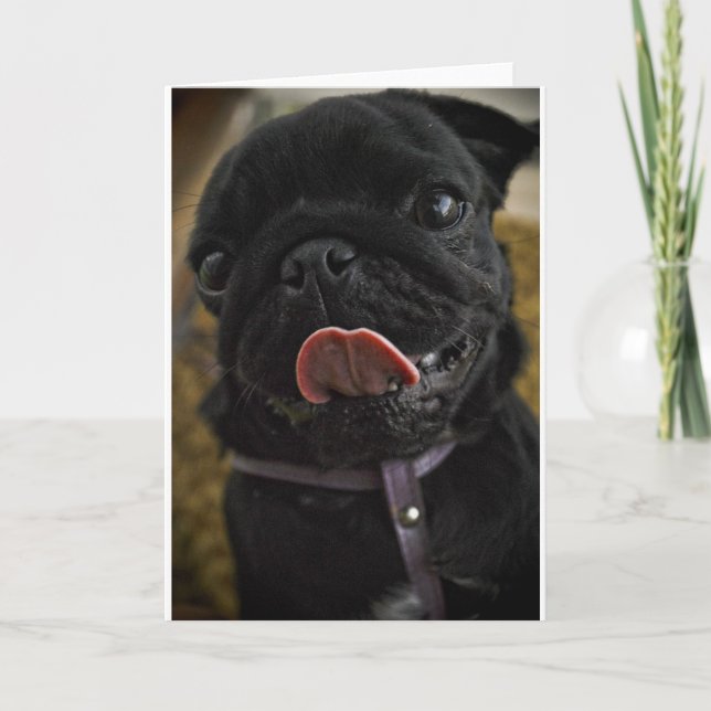 black pug licking holiday card (Front)
