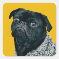 Black pug on yellow background, custom dog lovers
