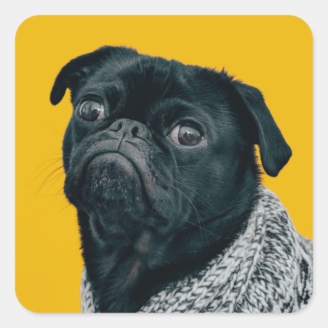 Black pug on yellow background, custom dog lovers square sticker (Front)