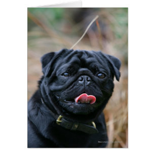 Black Pug Panting While Looking at Camera