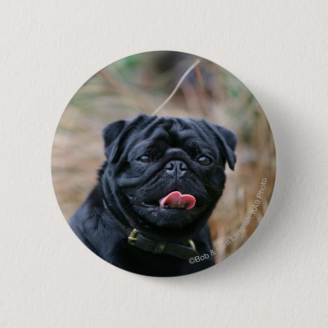 Black Pug Panting While Looking at Camera 6 Cm Round Badge (Front)
