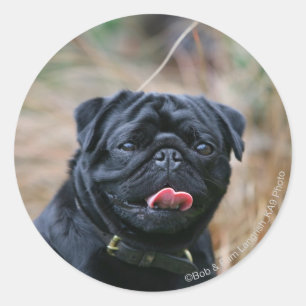 Black Pug Panting While Looking at Camera Classic Round Sticker
