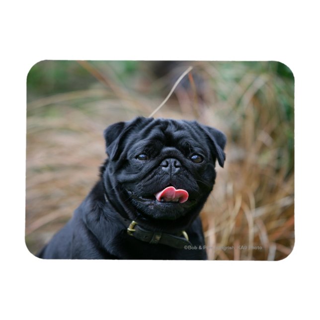 Black Pug Panting While Looking at Camera Magnet (Horizontal)