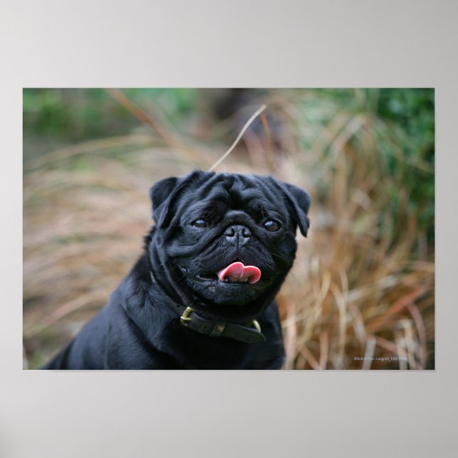 Black Pug Panting While Looking at Camera Poster (Front)