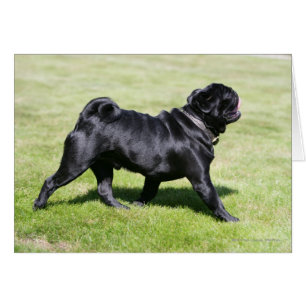 Black Pug Panting While Walking