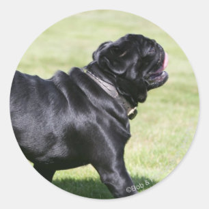 Black Pug Panting While Walking Classic Round Sticker