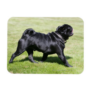 Black Pug Panting While Walking Magnet