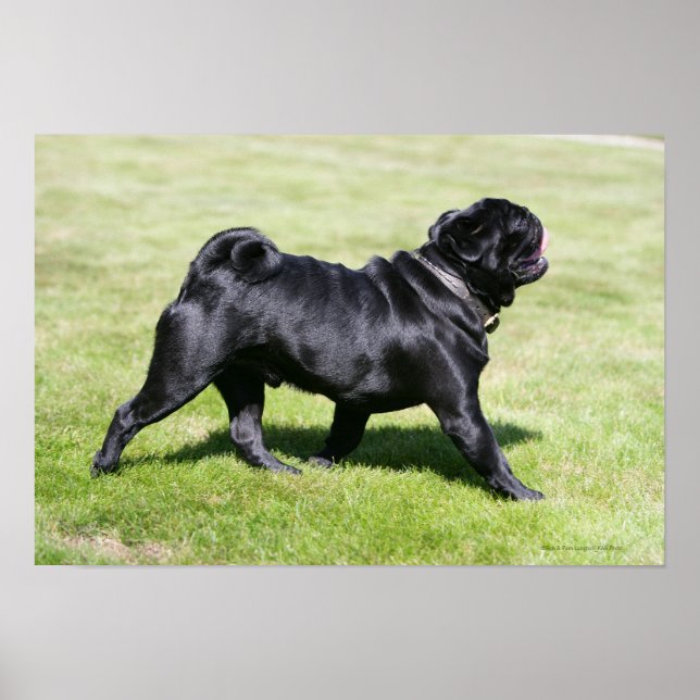 Black Pug Panting While Walking Poster (Front)