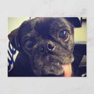 Black Pug Postcard