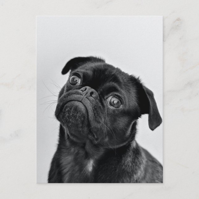 Black Pug Postcard (Front)