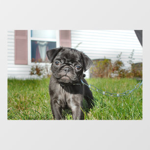 Black Pug puppy