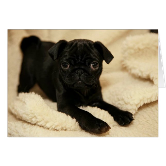 Black Pug Puppy (Front Horizontal)