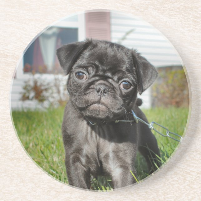 Black pug puppy  coaster (Front)