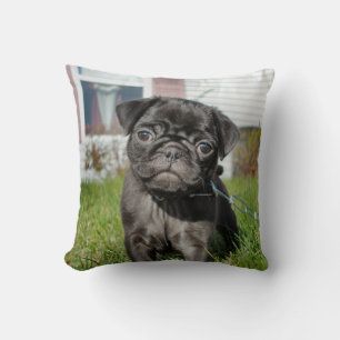 Black pug puppy cushion