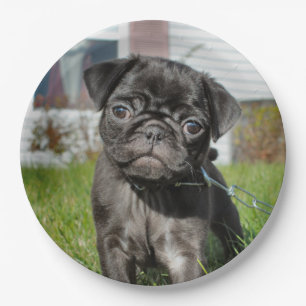 bLACK PUG PUPPY Paper Plate