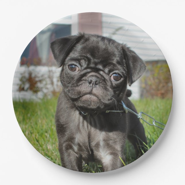bLACK PUG PUPPY  Paper Plate (Front)