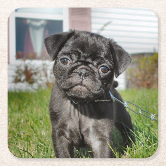 bLACK PUG PUPPY  Paper Plate Square Paper Coaster (Front)