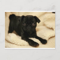 Black Pug Puppy