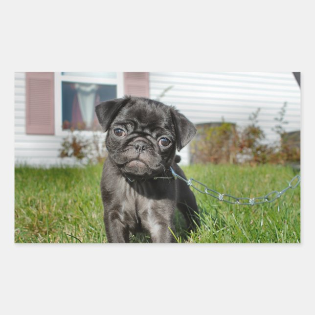 Black Pug puppy Rectangular Sticker (Front)