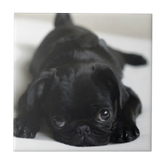 Black Pug Puppy Tile (Front)