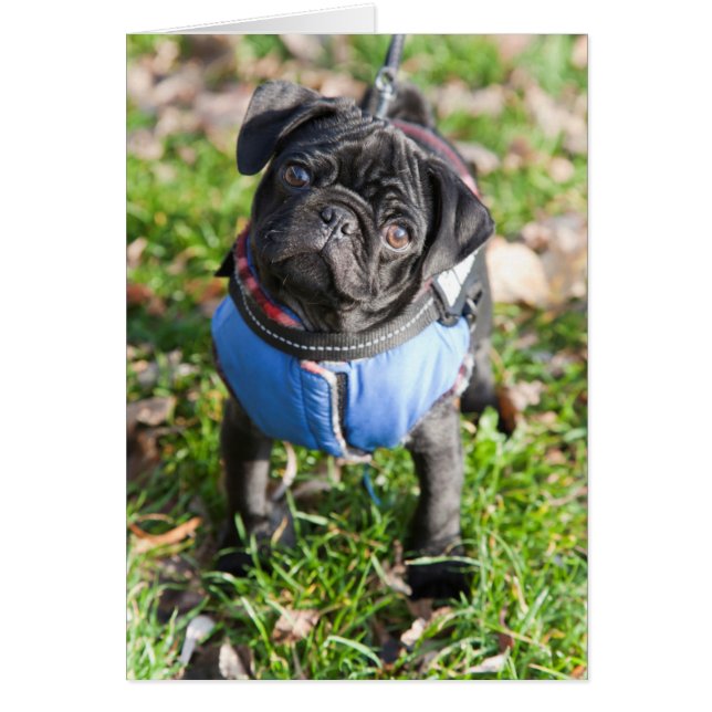 Black Pug Puppy Wearing A Jacket (Front)