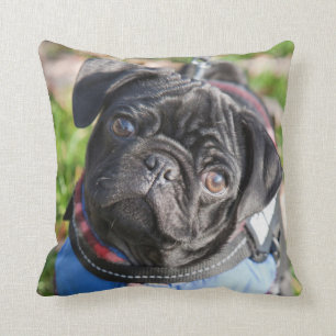 Black Pug Puppy Wearing A Jacket Cushion
