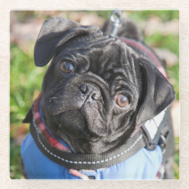 Black Pug Puppy Wearing A Jacket Glass Coaster (Front)