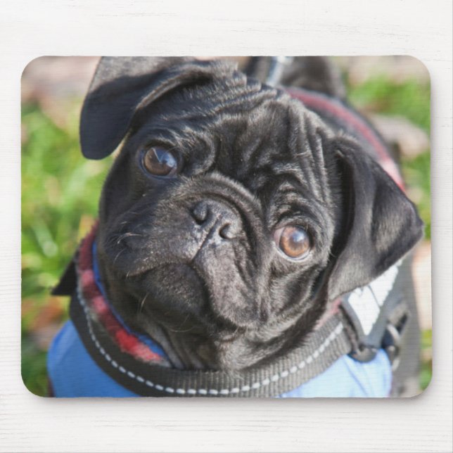 Black Pug Puppy Wearing A Jacket Mouse Pad (Front)