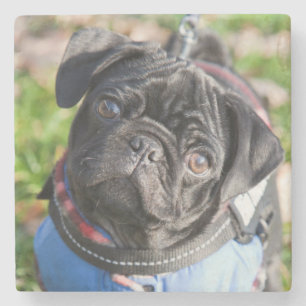 Black Pug Puppy Wearing A Jacket Stone Coaster