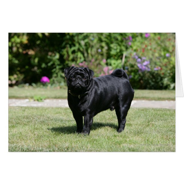 Black Pug Standing Looking at Camera (Front Horizontal)