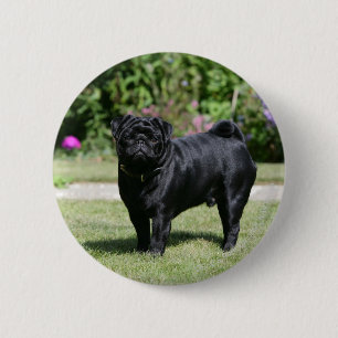 Black Pug Standing Looking at Camera 6 Cm Round Badge