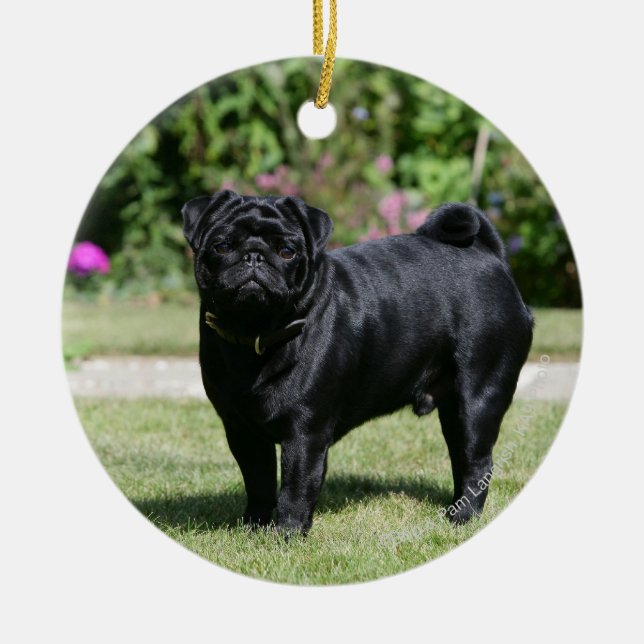 Black Pug Standing Looking at Camera Ceramic Ornament (Front)