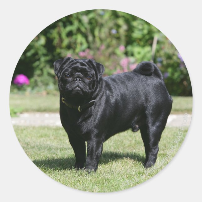 Black Pug Standing Looking at Camera Classic Round Sticker (Front)