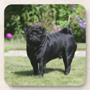Black Pug Standing Looking at Camera Coaster