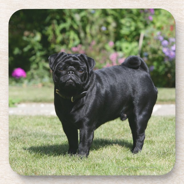 Black Pug Standing Looking at Camera Coaster (Front)