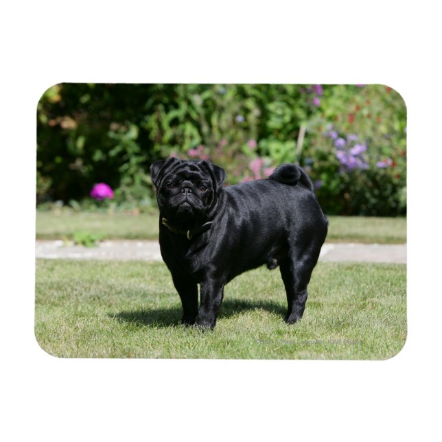 Black Pug Standing Looking at Camera Magnet (Horizontal)