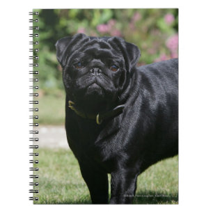 Black Pug Standing Looking at Camera Notebook