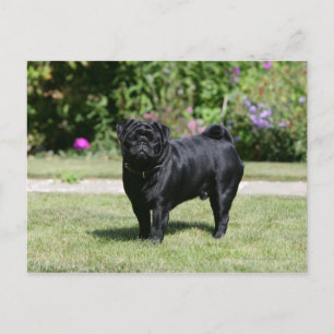 Black Pug Standing Looking at Camera Postcard