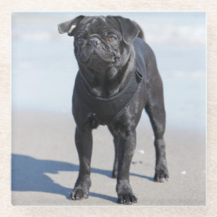 Black Pug Standing On The Beach Glass Coaster