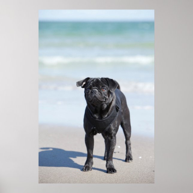 Black Pug Standing On The Beach Poster (Front)
