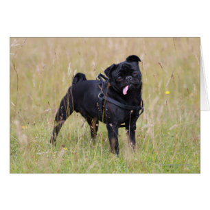 Black Pug Sticking Out Tounge
