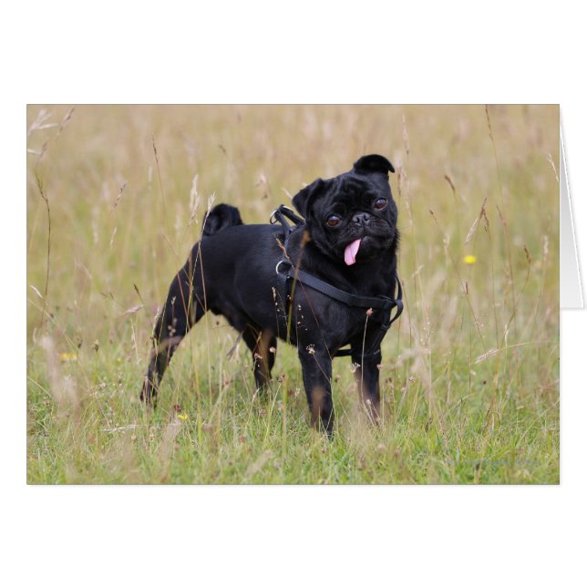 Black Pug Sticking Out Tounge (Front Horizontal)