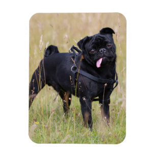 Black Pug Sticking Out Tounge Magnet