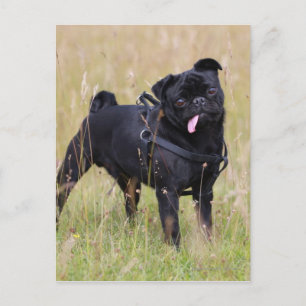 Black Pug Sticking Out Tounge Postcard