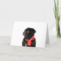Black pug with red bow