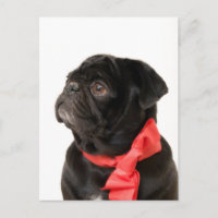 Black pug  with red bow