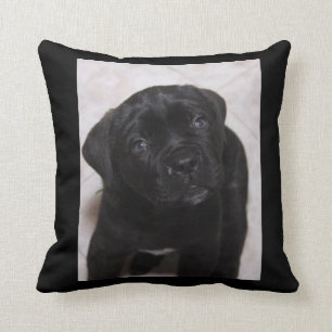 Black Puppy Pillow Photo
